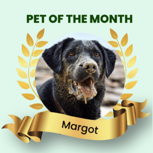 Pet Of The Month December 2022 - Margot