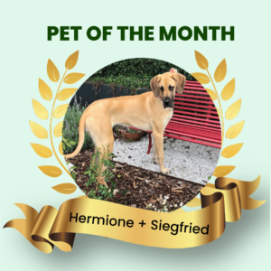Pet Of The Month November 2022 - Hermione + Siegfried