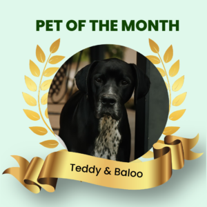 Pet Of The Month January 2023 - Teddy & Baloo